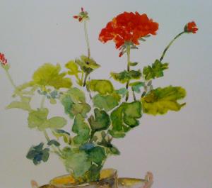 Watercolor Geranium painting posted 